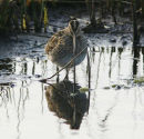 COMMON SNIPE